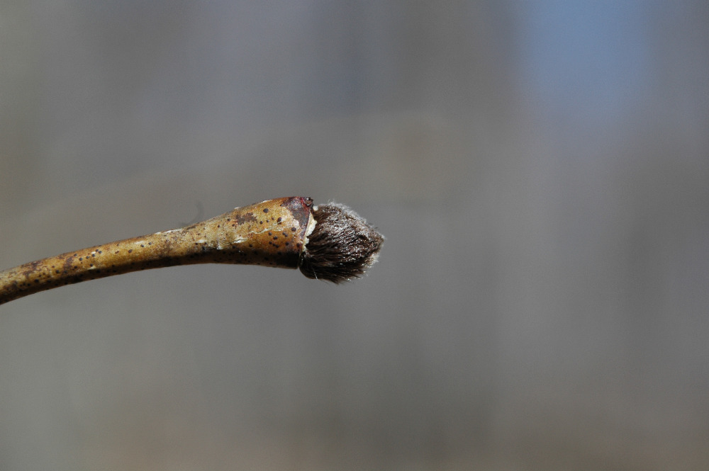 Dirca palustris - bourgeon terminal