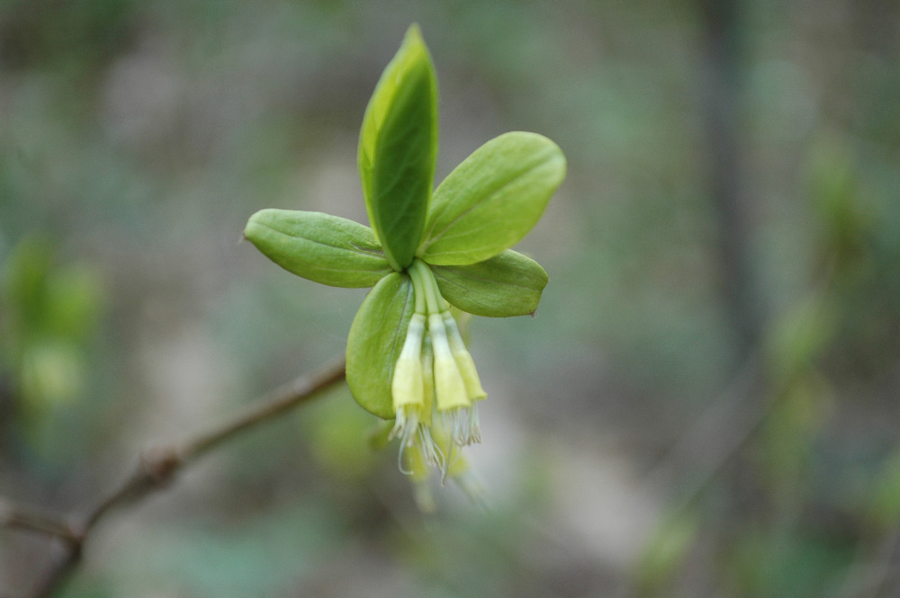 Dirca palustris - fleur