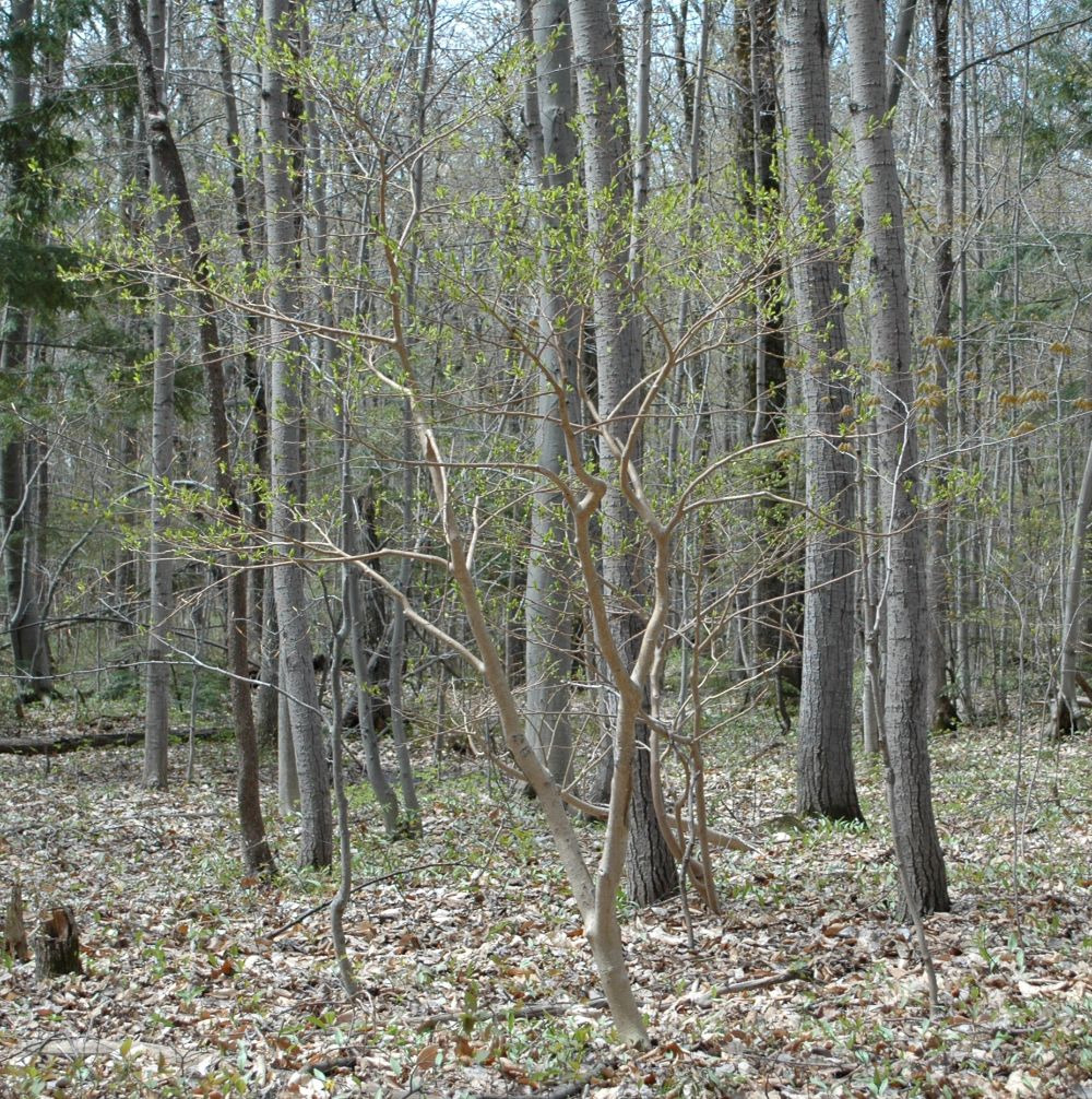 Dirca palustris - plante entière