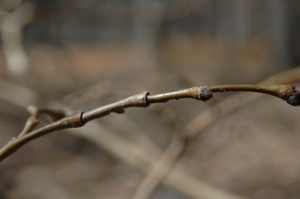 Dirca palustris - tige