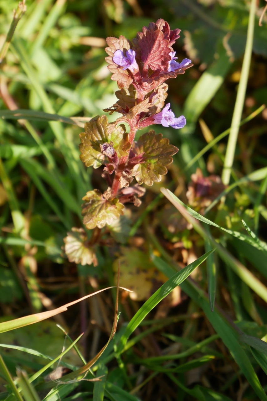 Glechoma hederadeae ?
