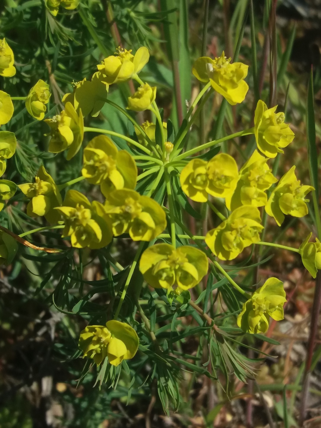 euphorbe petit cyprès1