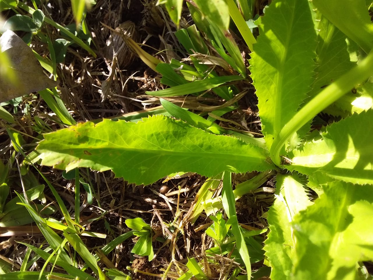 Chardon béni des Antilles_feuilles