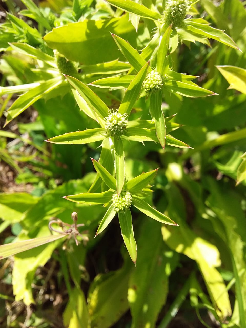 Chardon béni des Antilles_fleurs