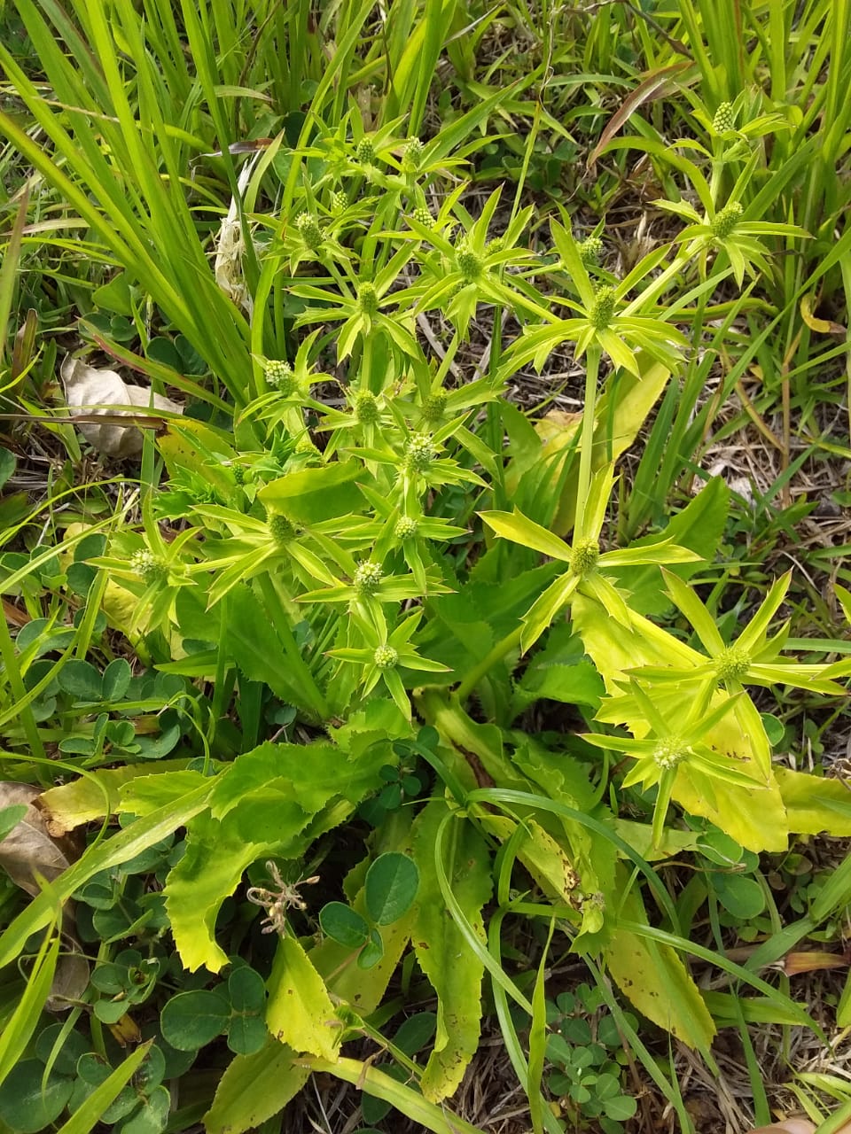 Chardon béni des Antilles_vue d'ensemble