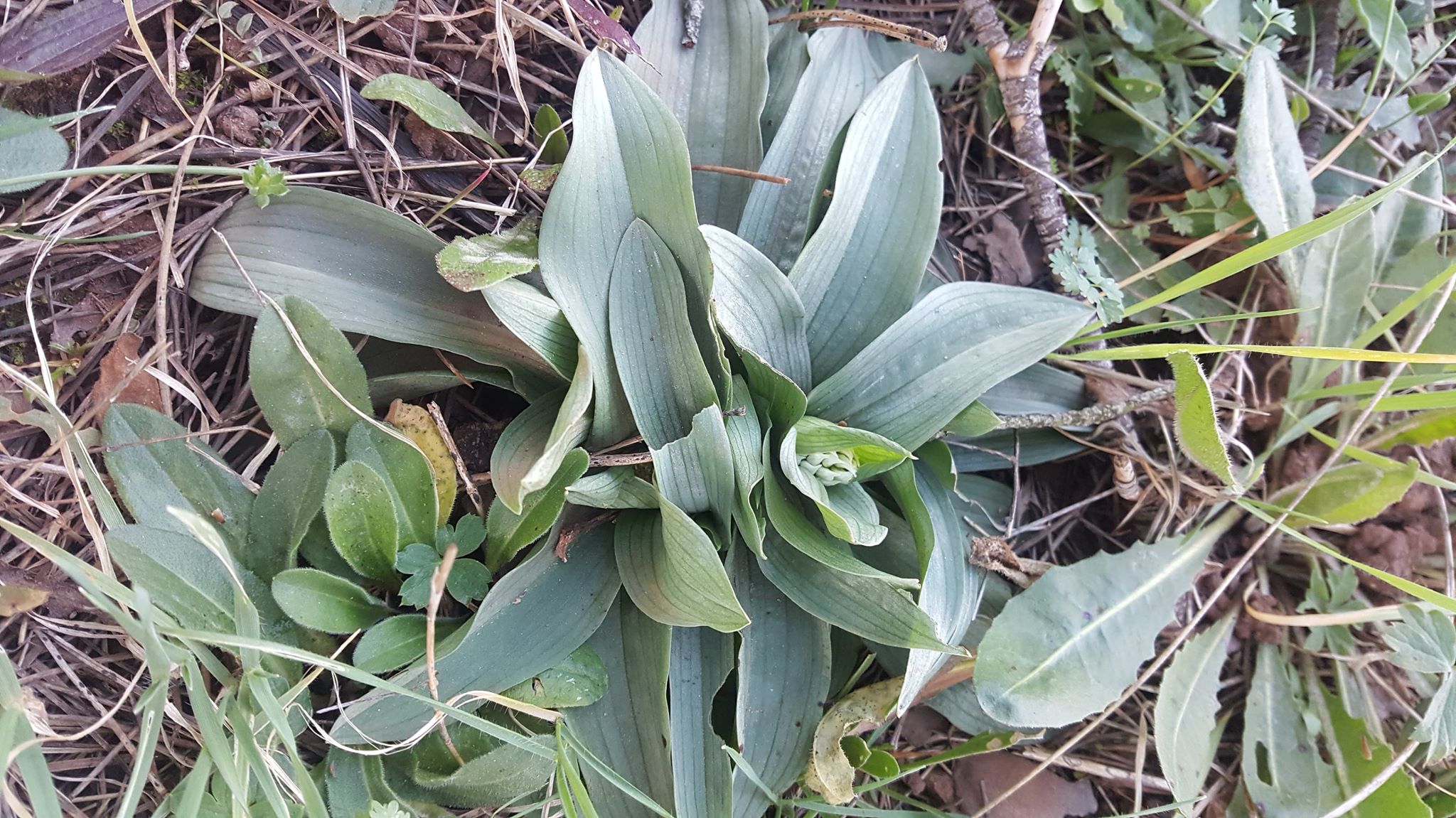 Neotinea lactea fleur
