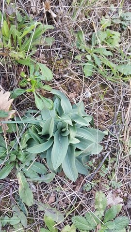 Neotinea lactea plan d'ensemble