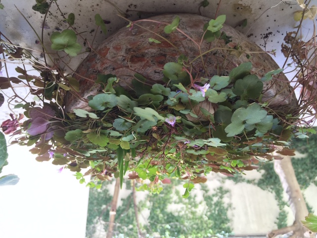 une plante modeste, rampante, invasive mais non sans charme qui n'est pas du trèfle !