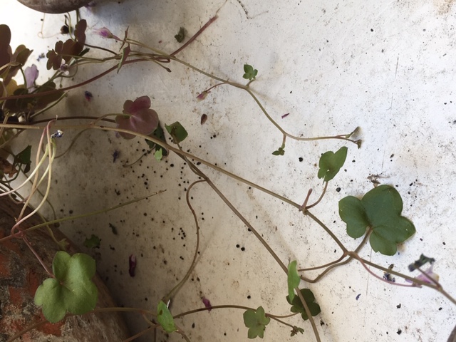 tige comme une mini liane, très fine, assez fragilavec une fleur à chaque intersection avec feuille