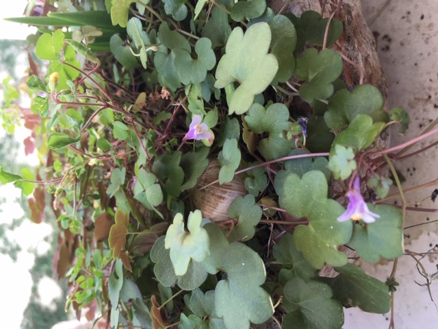 une plante modeste, rampante, invasive mais non sans charme qui n'est pas du trèfle !