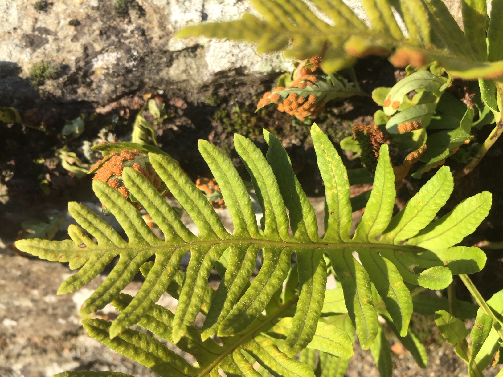 Vue d'une feuille de la fougère