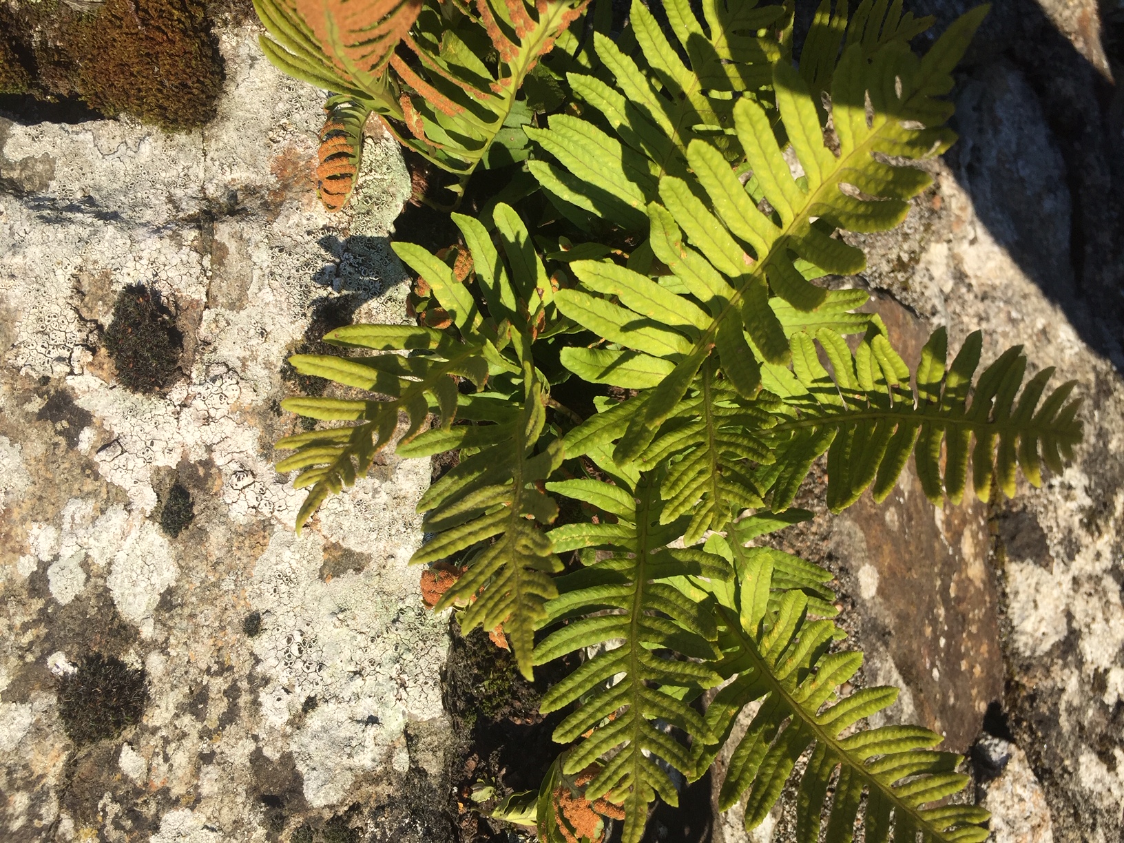 Vue générale de la fougère