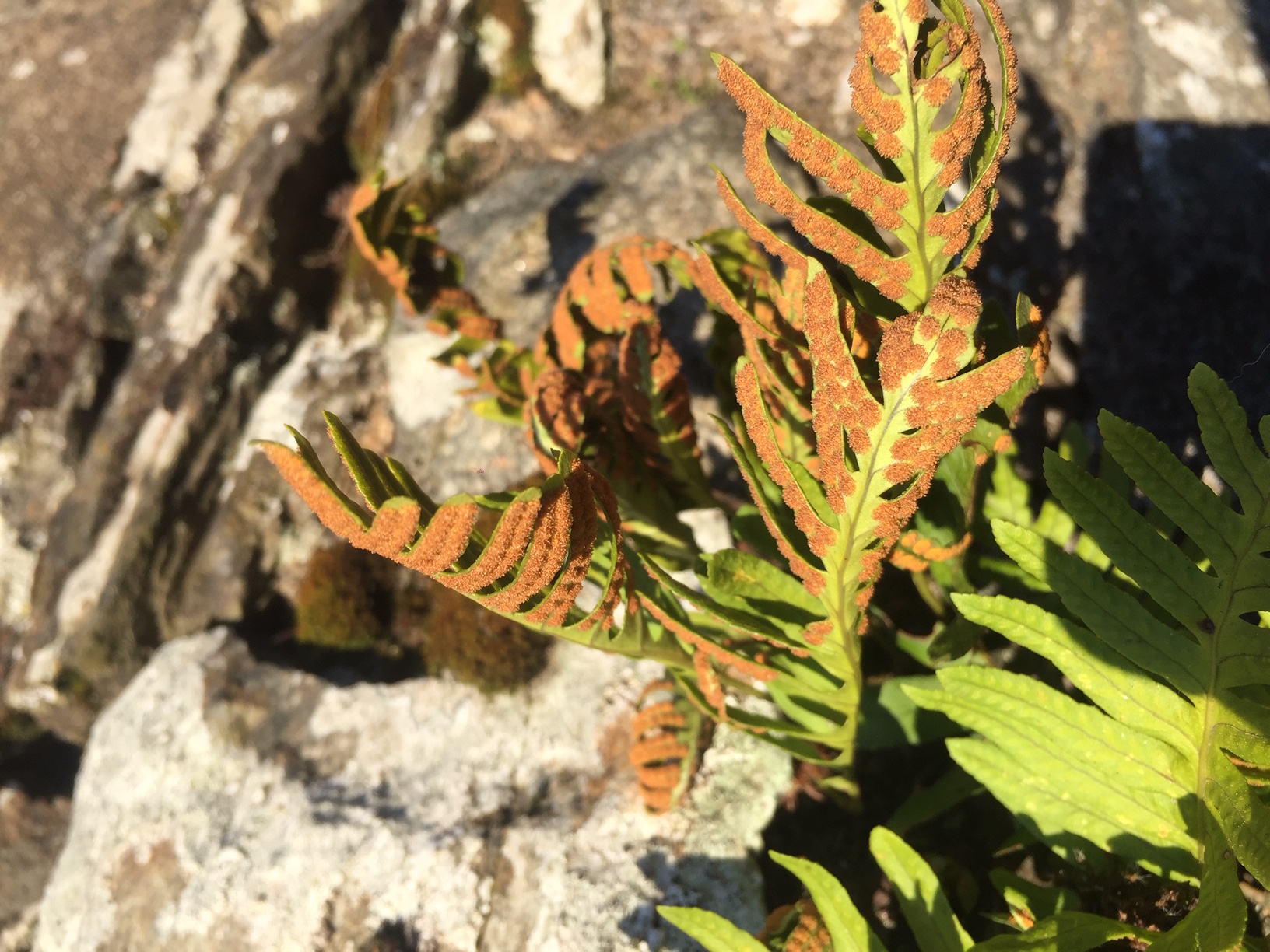 Vue d'une feuille de la fougère