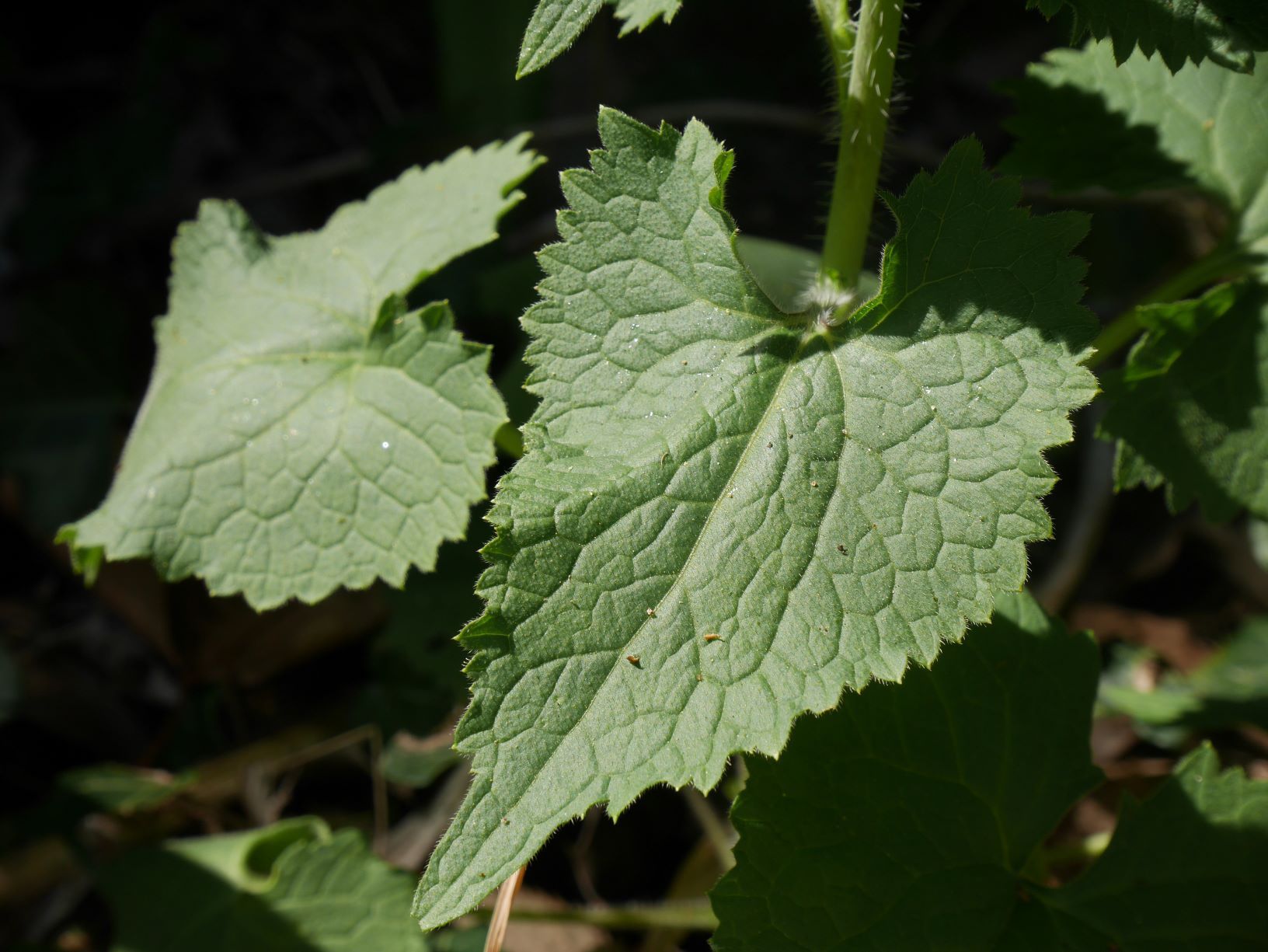 Feuille Lunaria annua L.
