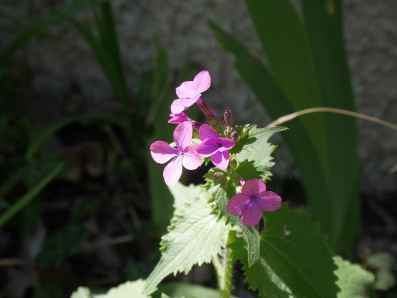 Lunaria annua L. fleurs