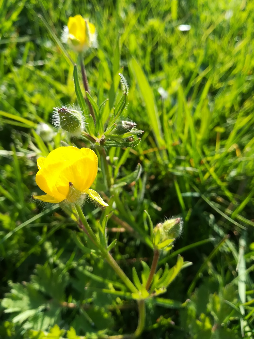 renoncule, profile de la fleur et bouton
