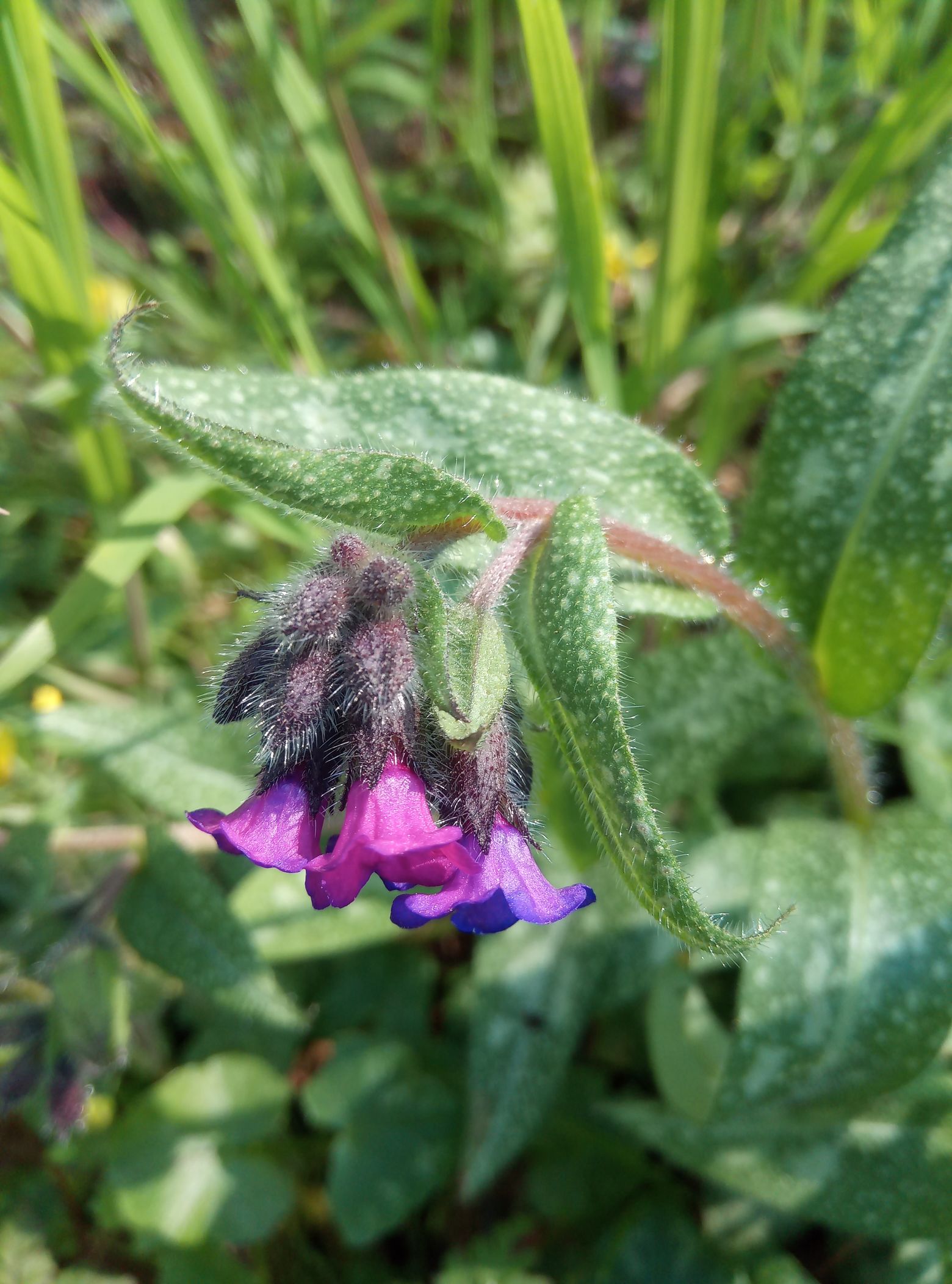 Pulmonaire fleur ext