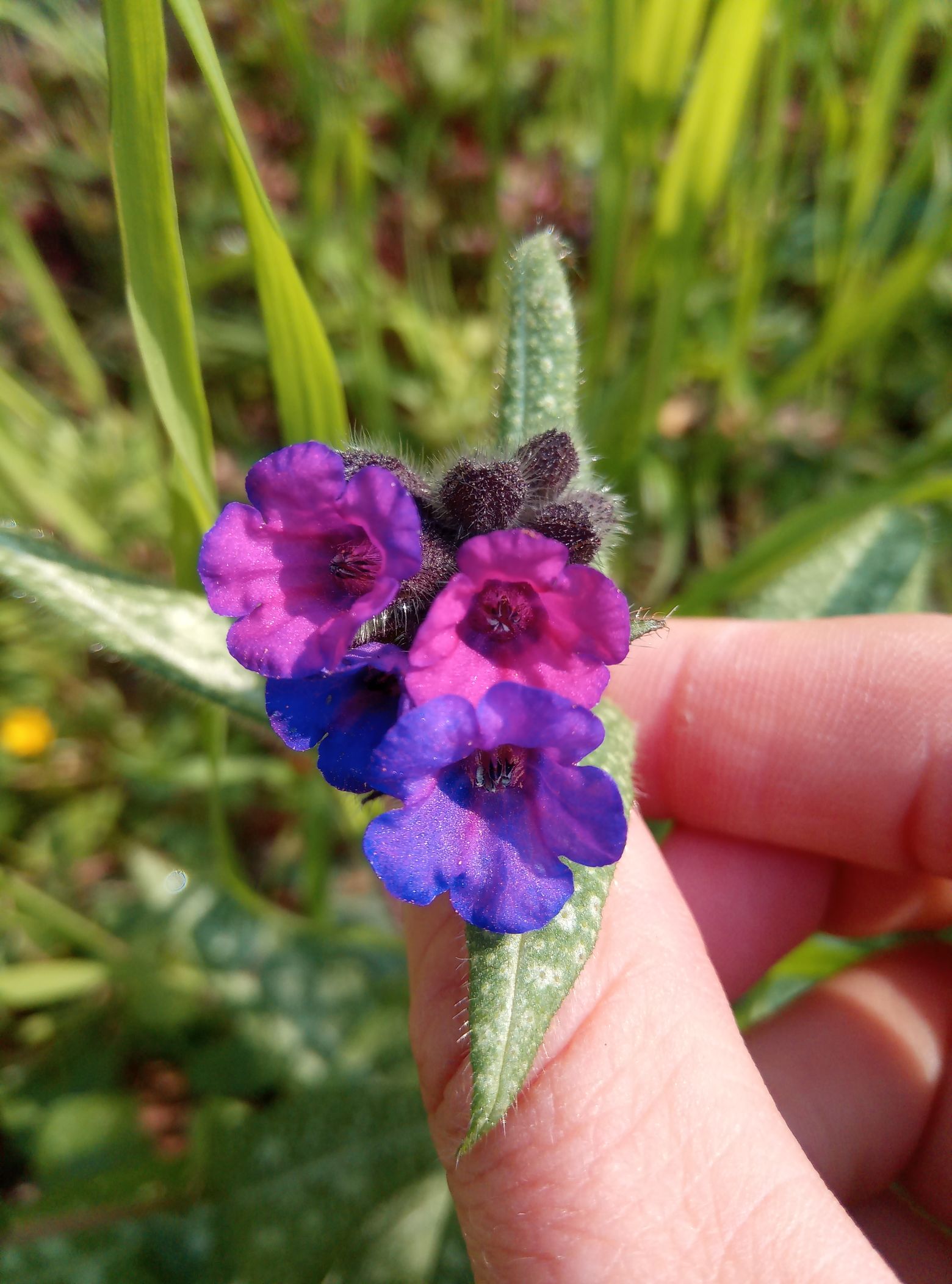 Pulmonaire fleur ext