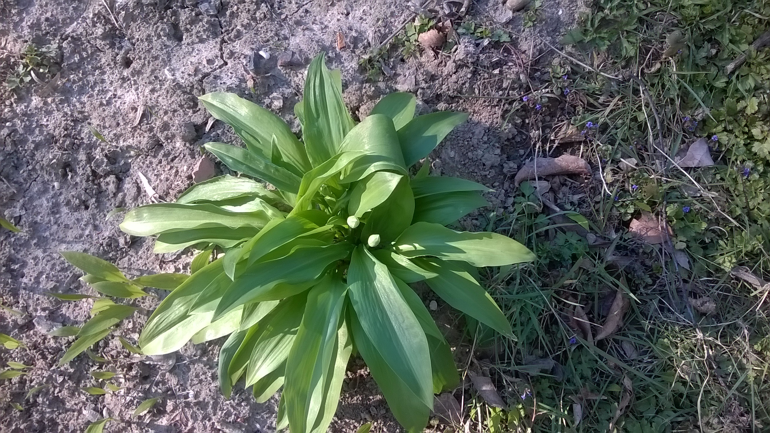 ail des ours vue d'en haut