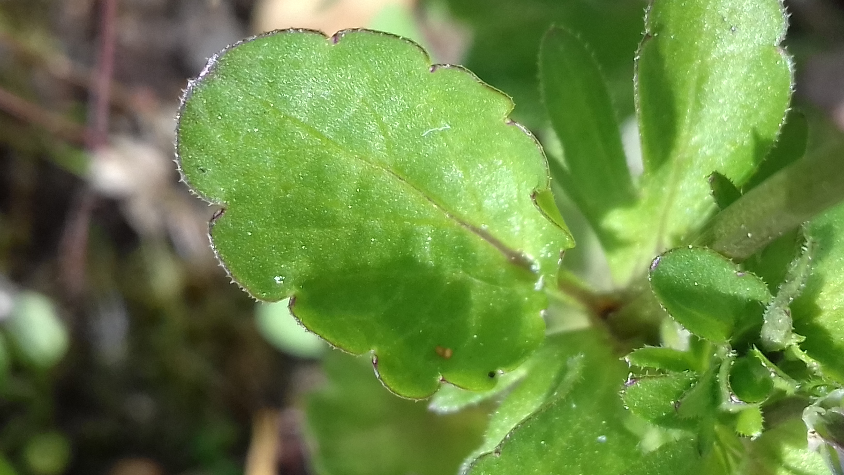 Gros plan d'une feuille basale