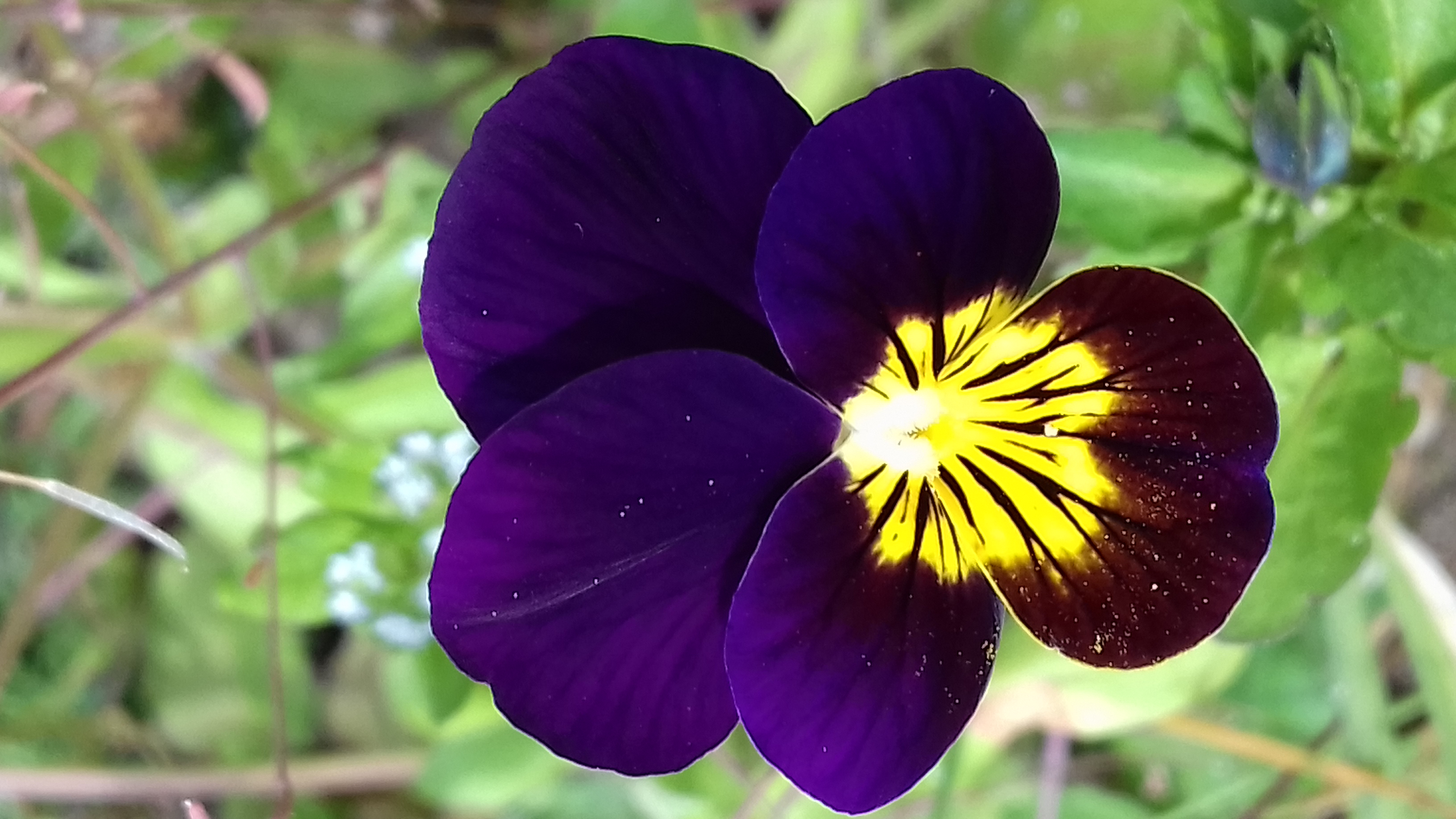 Gros plan sur la fleur