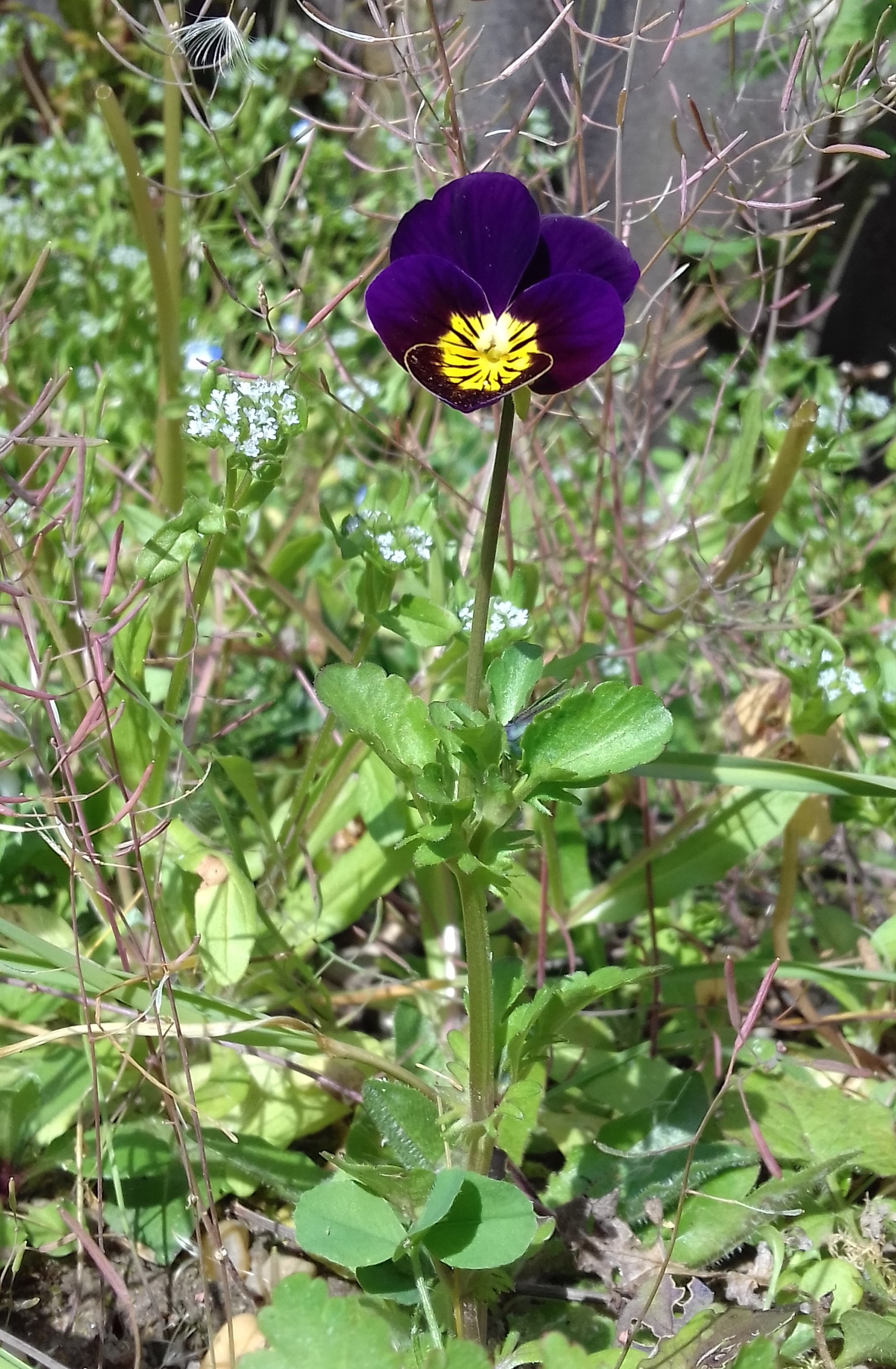 Vue globale de la plante