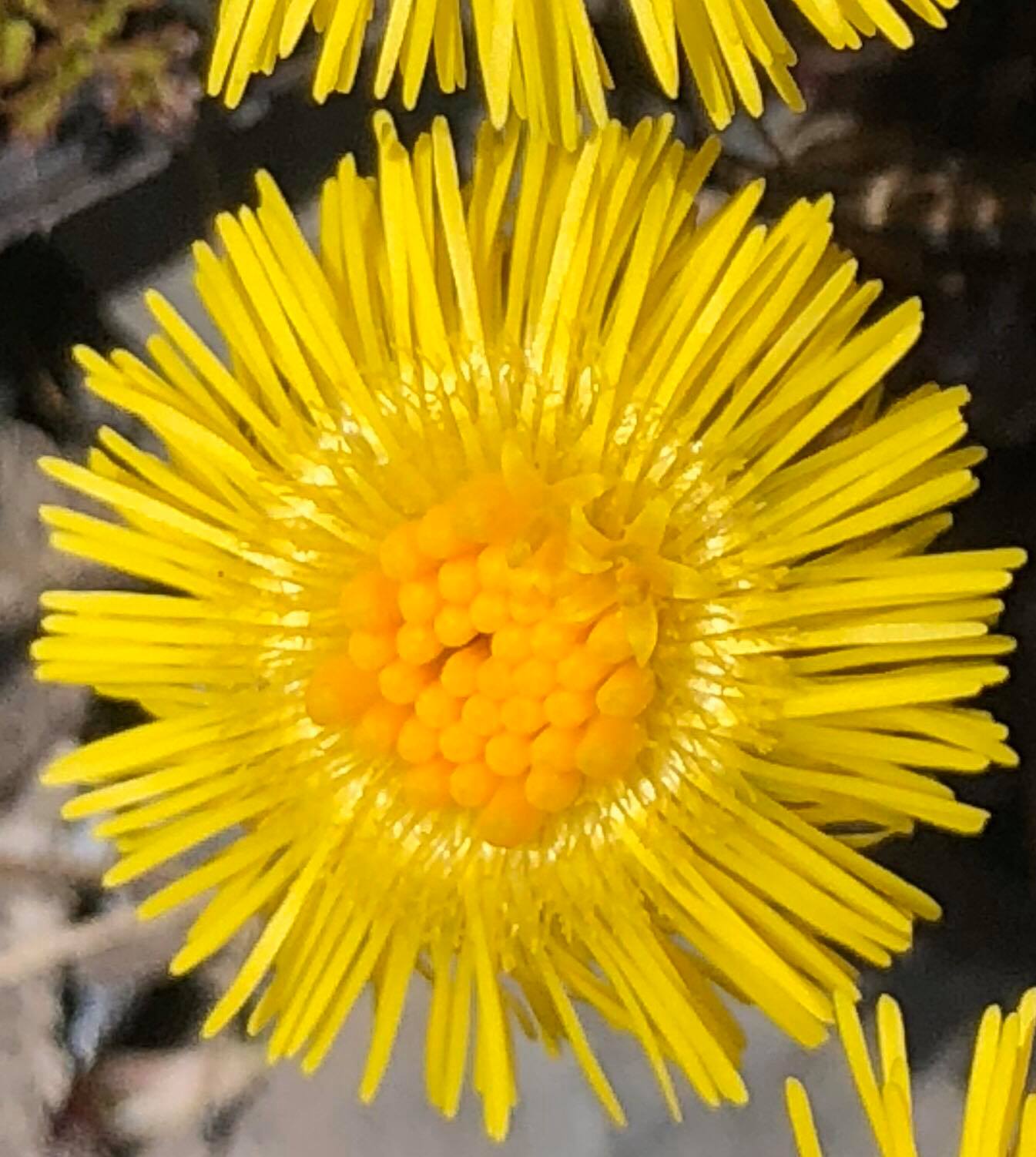 Tussilage - Capitule