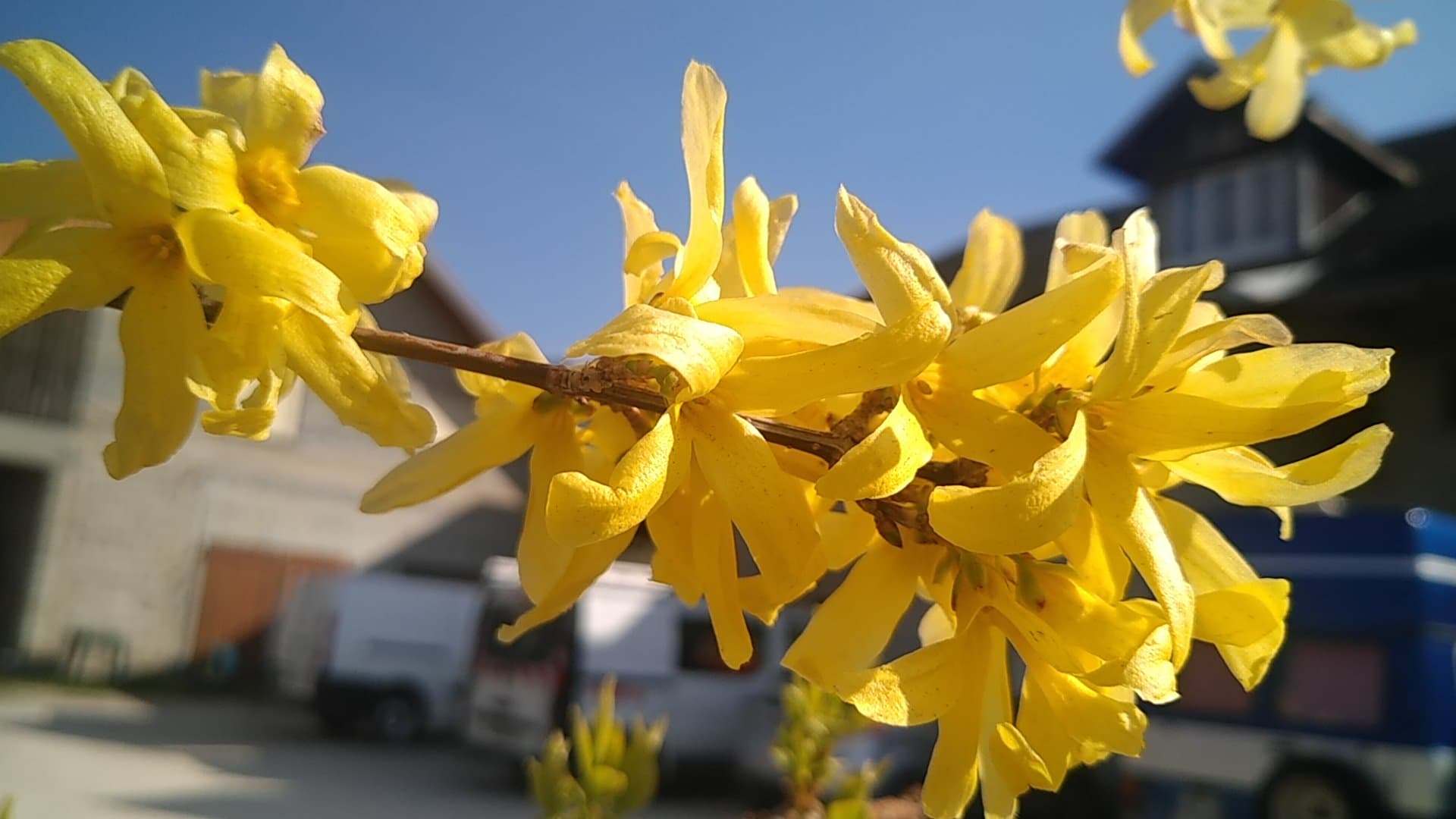 branche forsythia