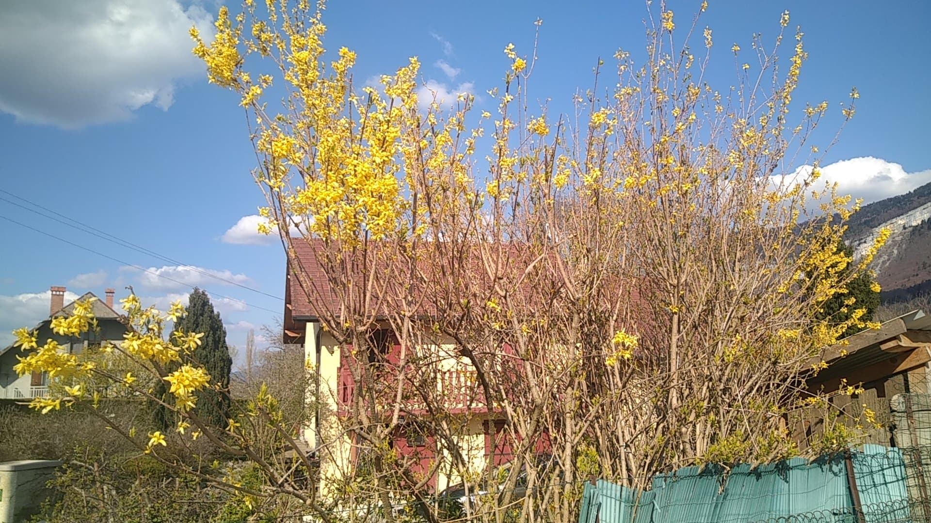 arbuste vue complète forsythia