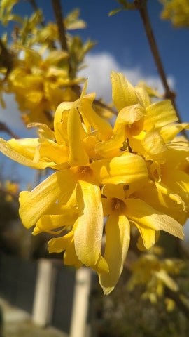 fleur de forsythia