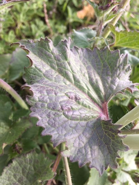 une feuille à mi-tige