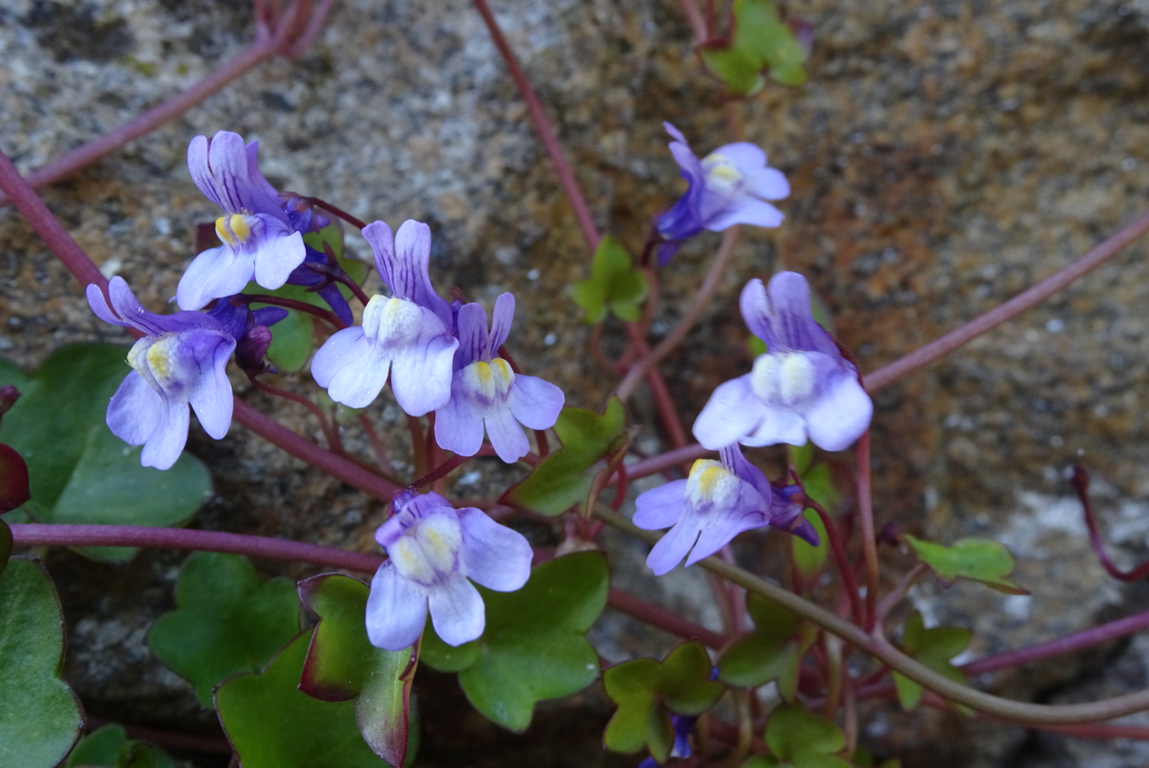 Cymbalaria Muralis