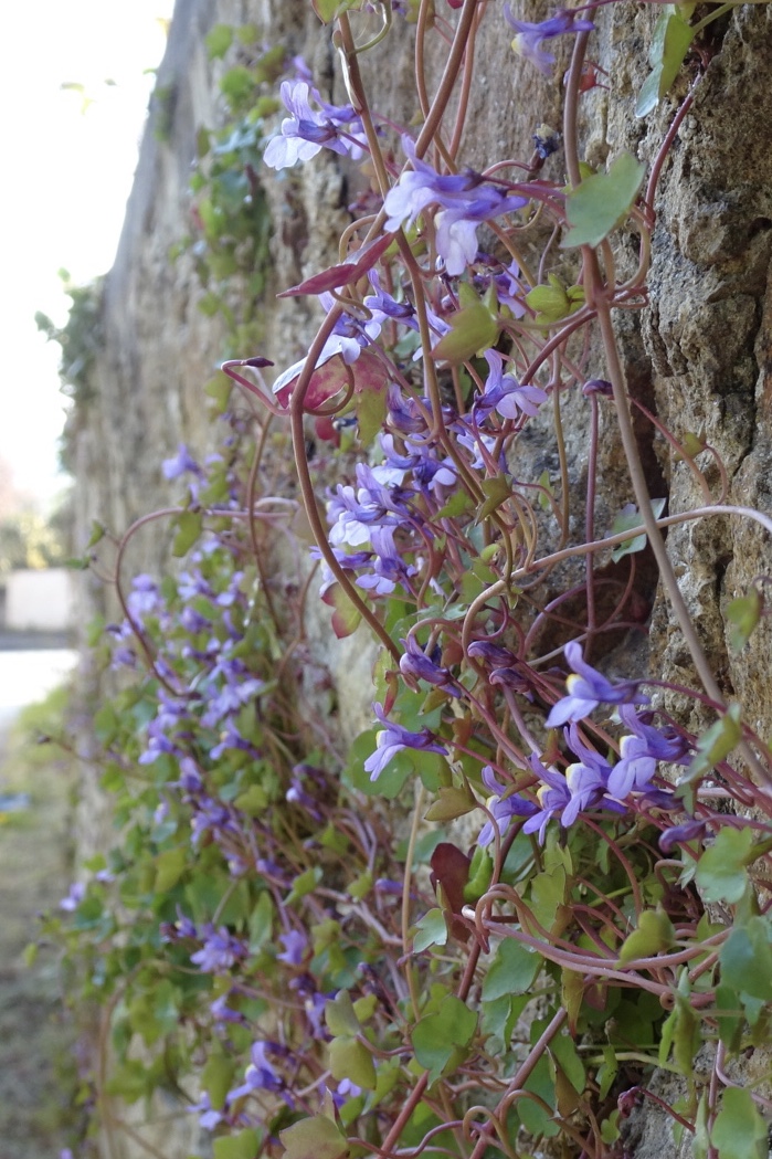 Cymbalaria Muralis