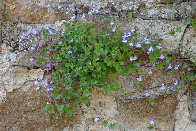 Cymbalaria Muralis