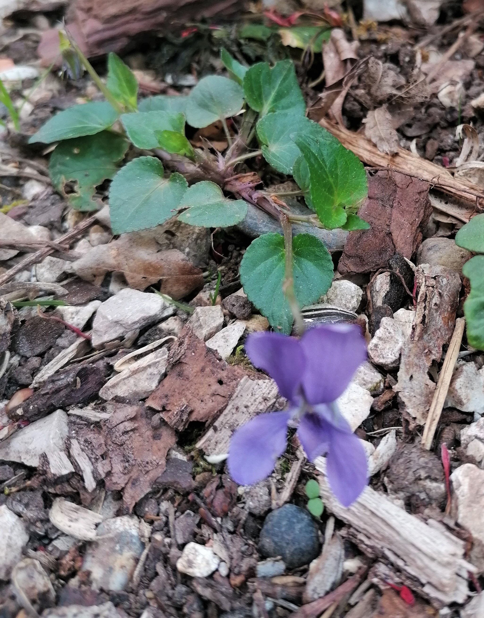 petite fleur délicate et fluette