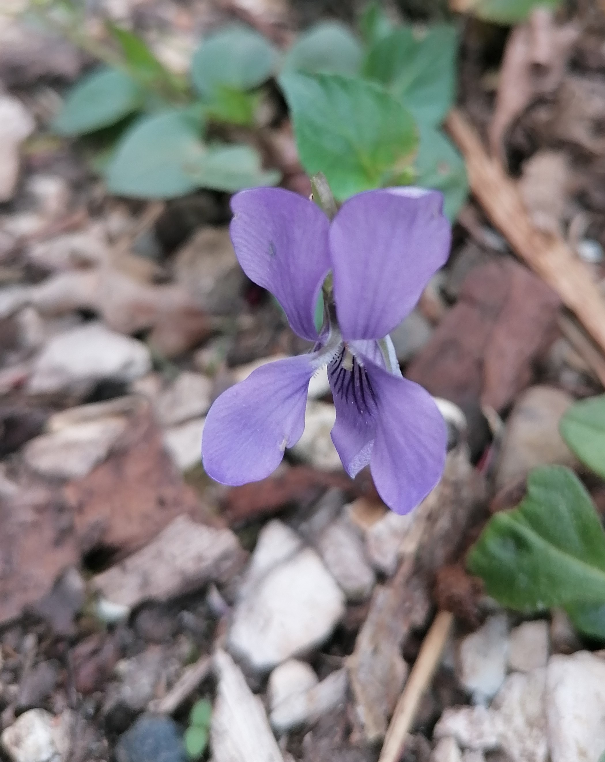 petite fleur délicate et fluette