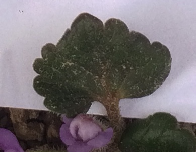 lierre-terrestre-feuille