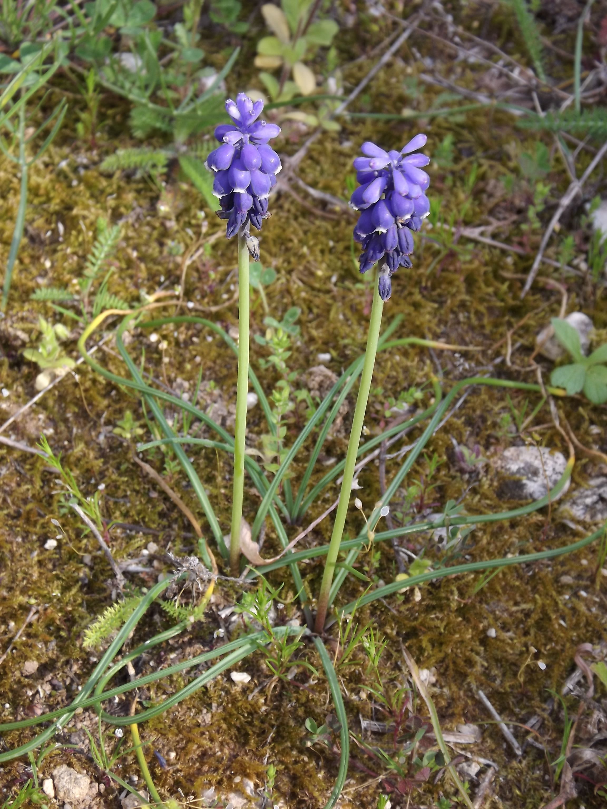 Plant de MUSCARI