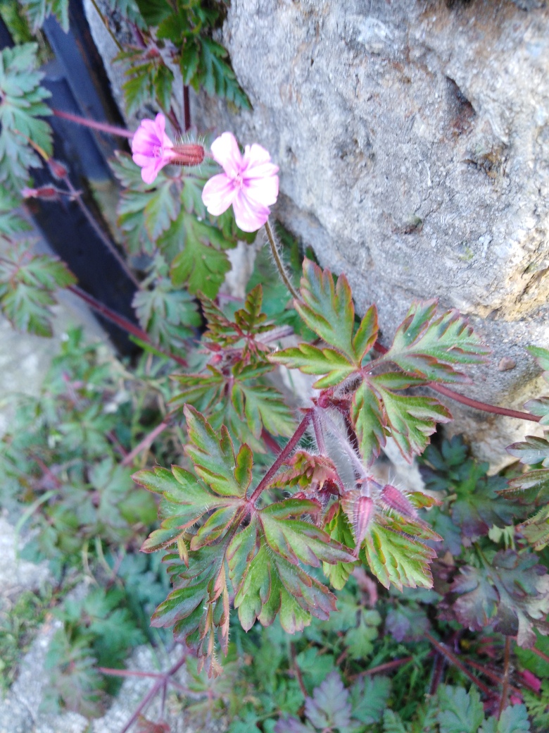 les feuilles de ce géranium sont très découpées