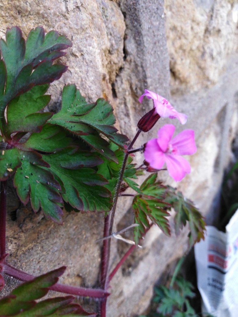 les feuilles de ce géranium sont très découpées