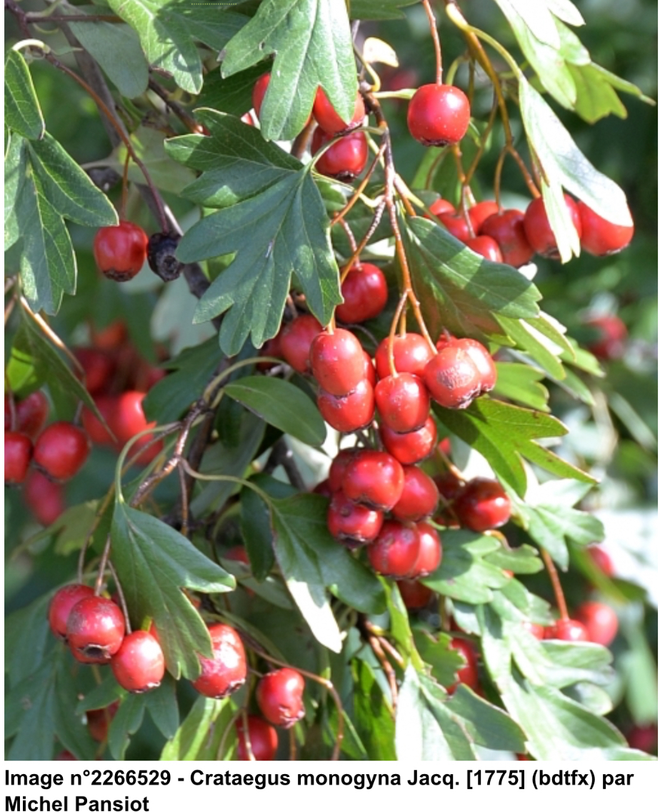 Crataegus monogyne - Fruits