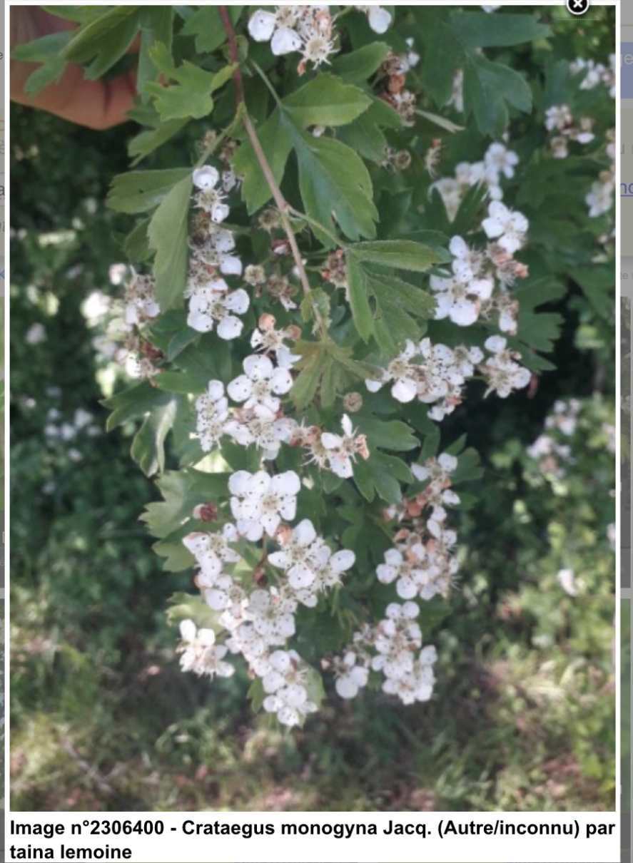 Crataegus Monogyne vue globale