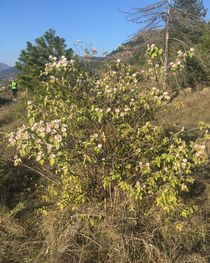 Cydonia oblonga Mill. (cognassier) - Arbuste en entier