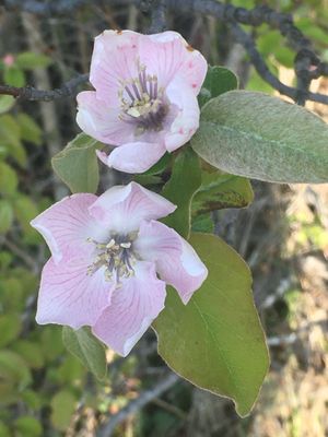 Cydonia oblonga Mill (Cognassier) - fleurs