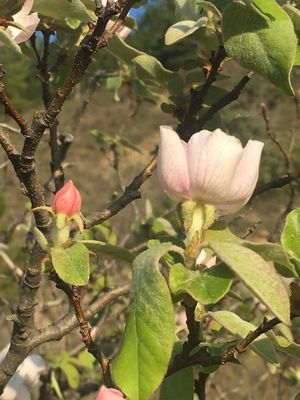 Cydonia oblonga Mill. (Cognassier) - fleur et bouton floral