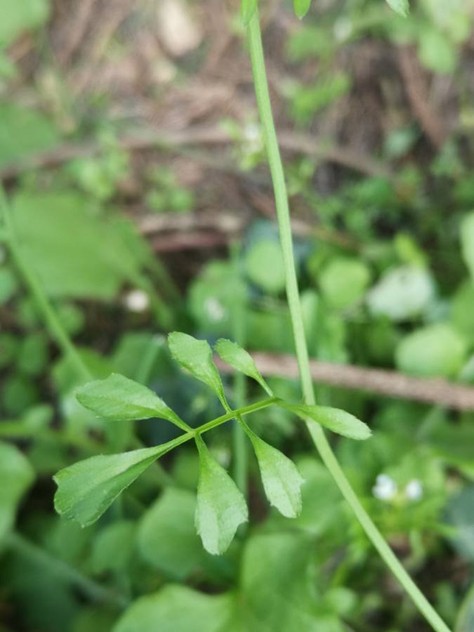 Cardamine feuille
