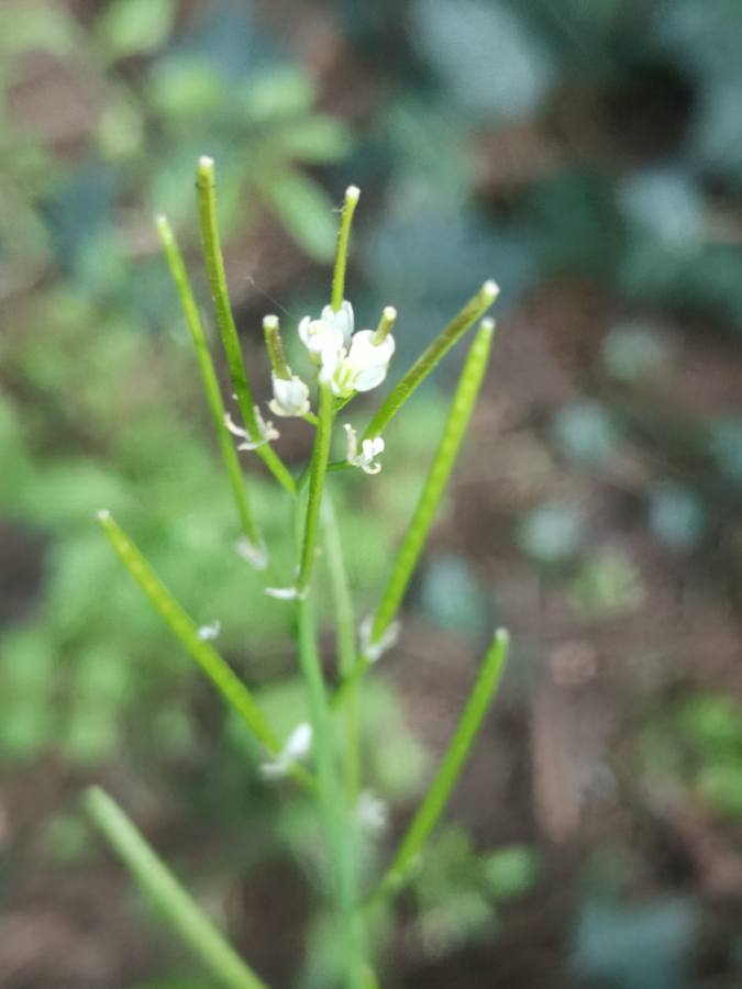 Cardamine fleurs