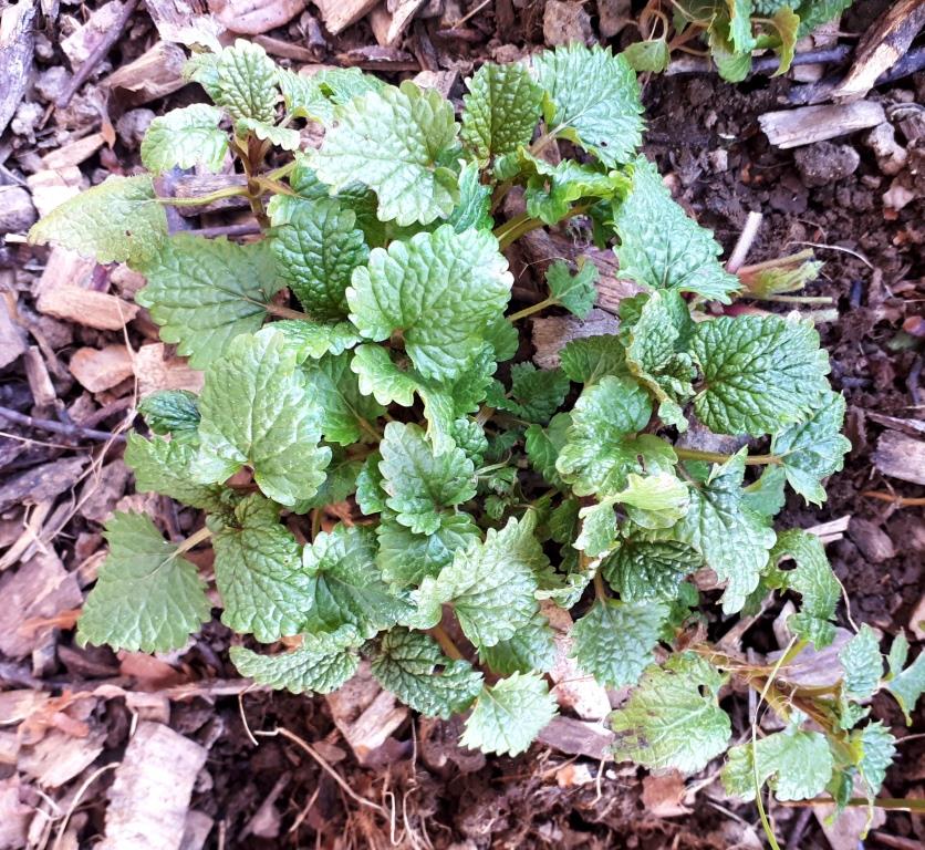 Mélisse, vue du dessus