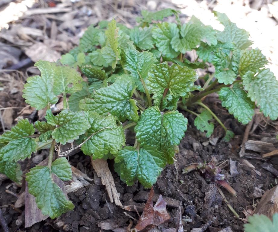 Mélisse, vue de profil