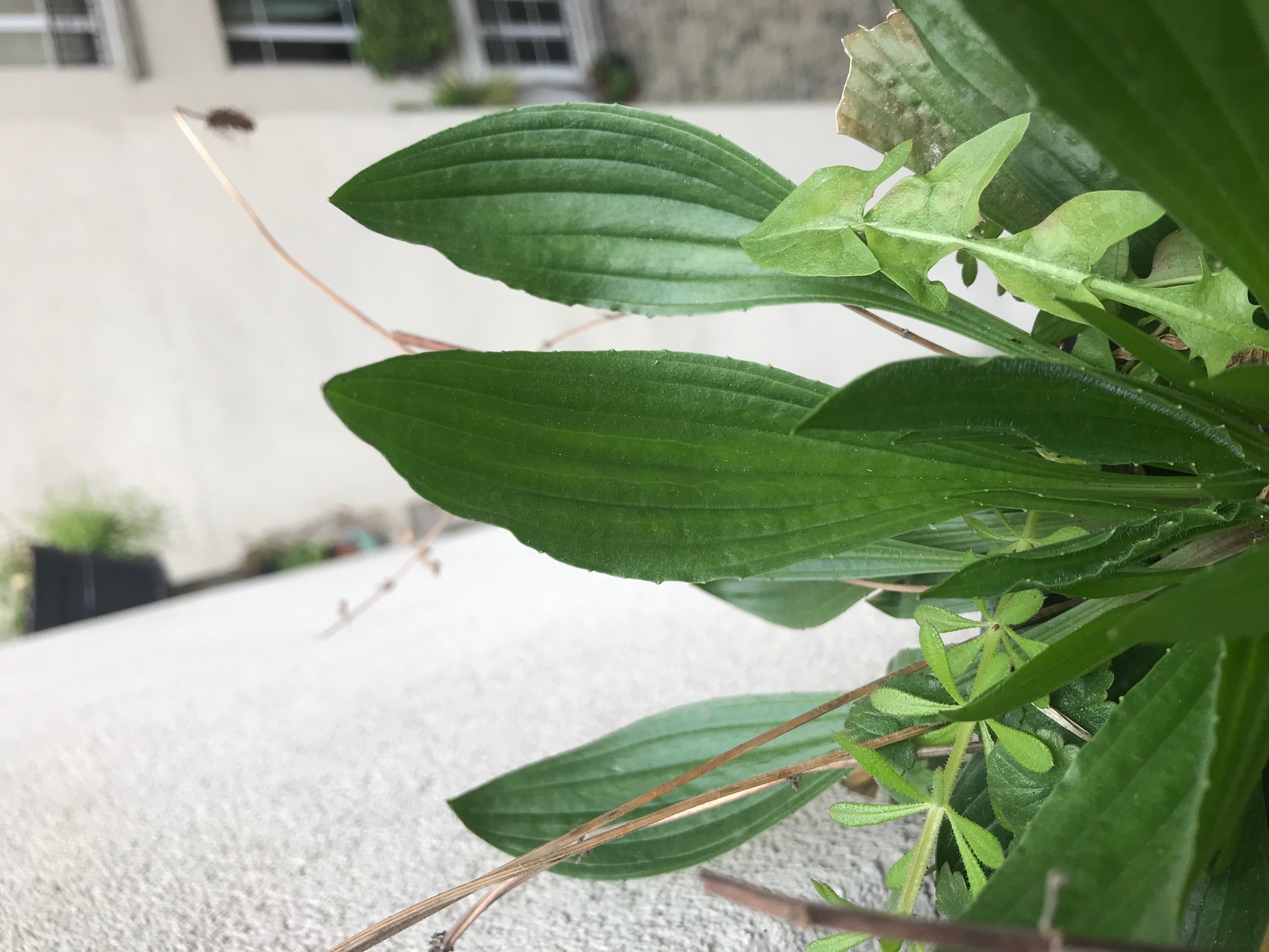 Plantain lancéolé feuille